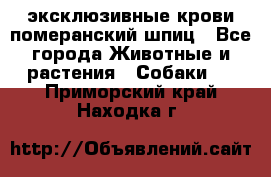 эксклюзивные крови-померанский шпиц - Все города Животные и растения » Собаки   . Приморский край,Находка г.